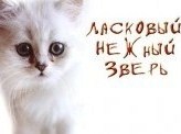 Скандалист